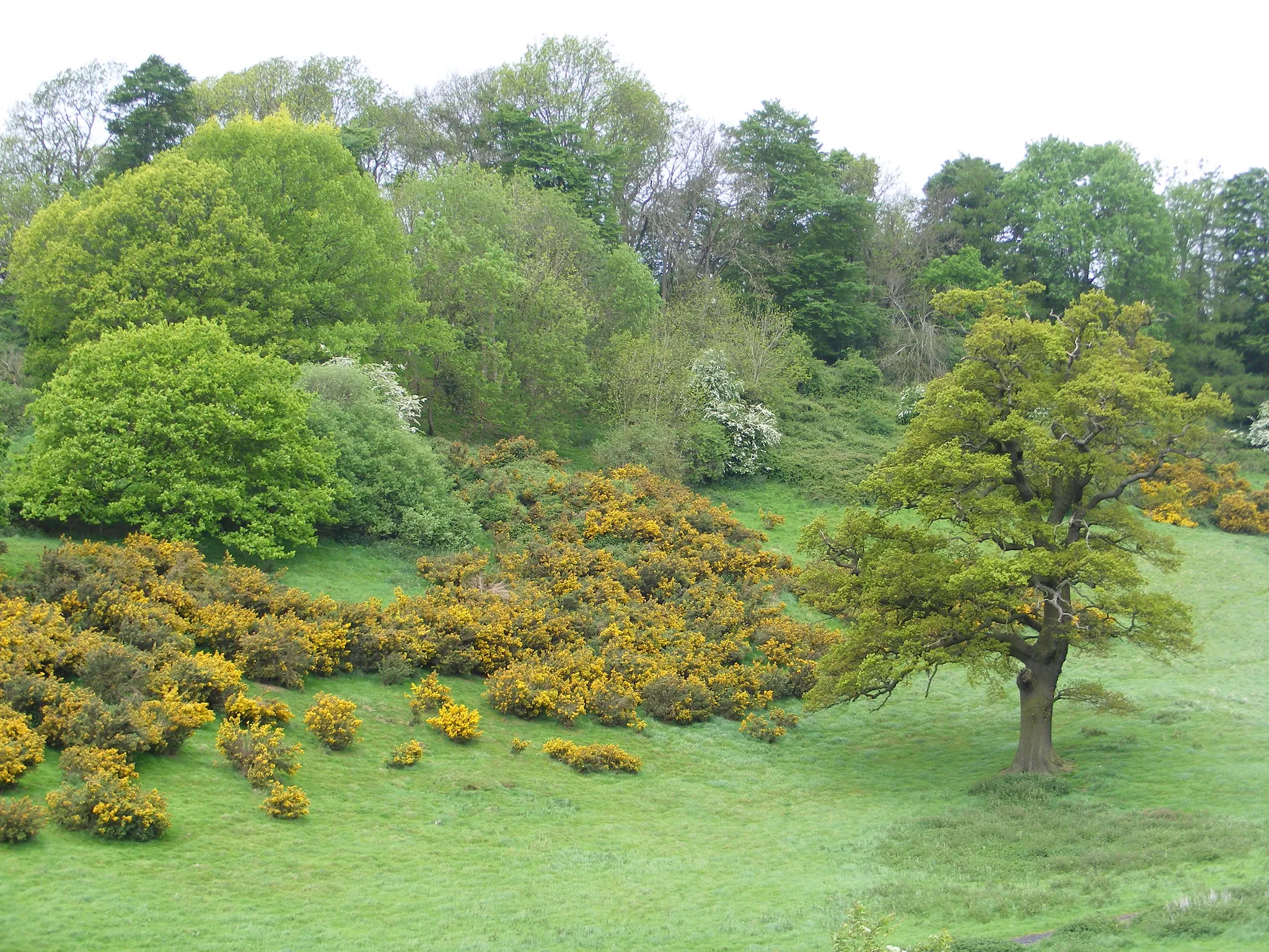 Cotswolds Countryside